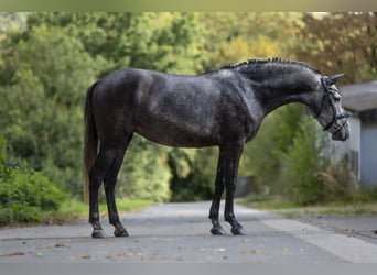PRE, Stute, 3 Jahre, 167 cm, Schimmel
