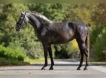 PRE, Stute, 3 Jahre, 167 cm, Schimmel