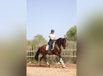 PRE Mix, Stute, 3 Jahre, 168 cm, Brauner