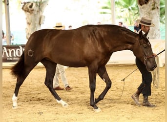 PRE Mix, Stute, 3 Jahre, 170 cm, Rappe