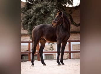PRE Mix, Stute, 3 Jahre, 170 cm, Schimmel
