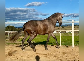 PRE Mix, Stute, 3 Jahre, 175 cm, Fliegenschimmel