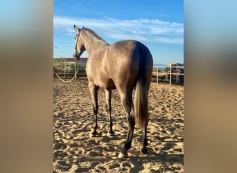 PRE Mix, Stute, 3 Jahre, 175 cm, Fliegenschimmel