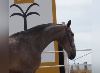 PRE Mix, Stute, 3 Jahre, 175 cm, Fliegenschimmel