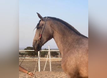 PRE Mix, Stute, 3 Jahre, 175 cm, Fliegenschimmel