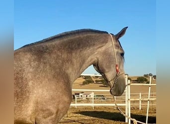 PRE Mix, Stute, 3 Jahre, 175 cm, Fliegenschimmel