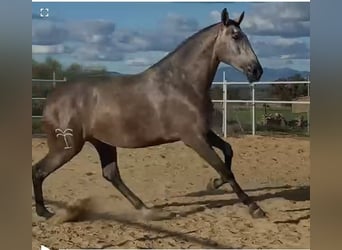 PRE, Stute, 3 Jahre, 175 cm, Fliegenschimmel