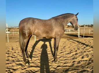 PRE Mix, Stute, 3 Jahre, 175 cm, Fliegenschimmel