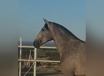 PRE Mix, Stute, 3 Jahre, 175 cm, Fliegenschimmel