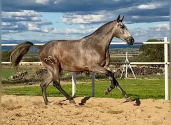 PRE Mix, Stute, 3 Jahre, 175 cm, Fliegenschimmel