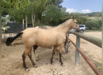 PRE, Stute, 3 Jahre, Buckskin