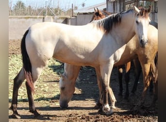 PRE, Stute, 3 Jahre, Buckskin