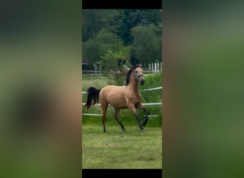 PRE Mix, Stute, 3 Jahre, Buckskin