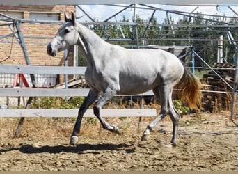 PRE, Stute, 3 Jahre, Schimmel