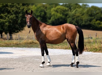 PRE Mix, Stute, 3 Jahre