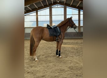 PRE Mix, Stute, 4 Jahre, 150 cm, Fuchs