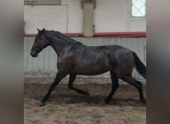 PRE Mix, Stute, 4 Jahre, 153 cm, Rappe