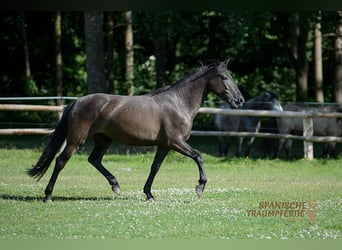 PRE Mix, Stute, 4 Jahre, 153 cm, Rappe