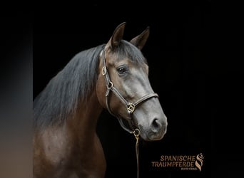 PRE Mix, Stute, 4 Jahre, 153 cm, Rappe