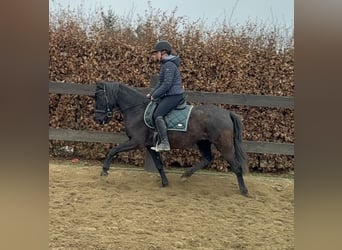 PRE Mix, Stute, 4 Jahre, 153 cm, Rappe