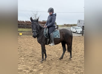 PRE Mix, Stute, 4 Jahre, 153 cm, Rappe