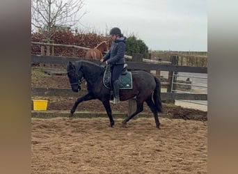 PRE, Stute, 4 Jahre, 153 cm, Rappe