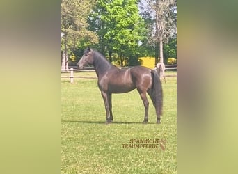 PRE, Stute, 4 Jahre, 153 cm, Rappe