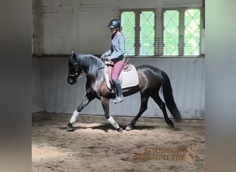 PRE, Stute, 4 Jahre, 153 cm, Rappe
