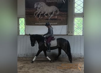 PRE, Stute, 4 Jahre, 153 cm, Rappe