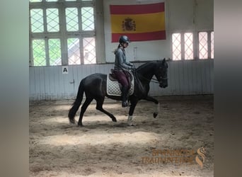 PRE, Stute, 4 Jahre, 153 cm, Rappe