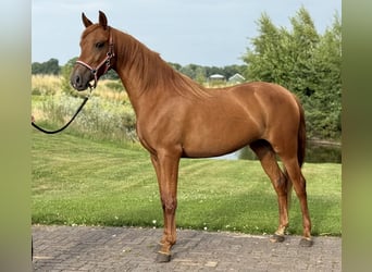 PRE Mix, Stute, 4 Jahre, 154 cm, Dunkelfuchs