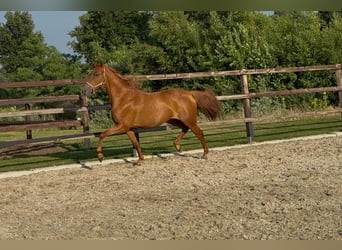 PRE Mix, Stute, 4 Jahre, 154 cm, Dunkelfuchs