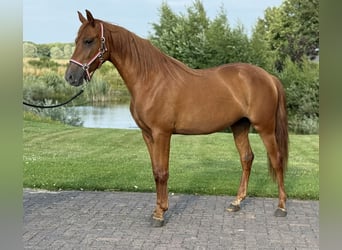 PRE Mix, Stute, 4 Jahre, 154 cm, Dunkelfuchs