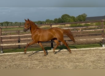 PRE Mix, Stute, 4 Jahre, 154 cm, Dunkelfuchs