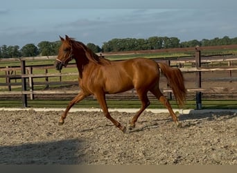 PRE Mix, Stute, 4 Jahre, 154 cm, Dunkelfuchs