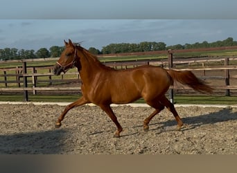 PRE Mix, Stute, 4 Jahre, 154 cm, Dunkelfuchs