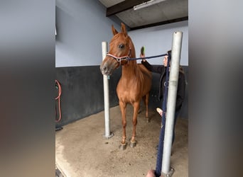 PRE Mix, Stute, 4 Jahre, 154 cm, Dunkelfuchs