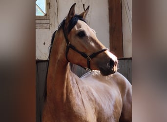 PRE Mix, Stute, 4 Jahre, 154 cm, Falbe