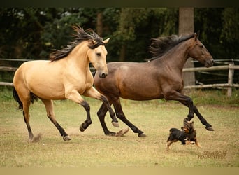 PRE Mix, Stute, 4 Jahre, 154 cm, Falbe
