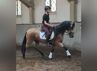 PRE Mix, Stute, 4 Jahre, 154 cm, Falbe