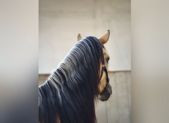 PRE Mix, Stute, 4 Jahre, 154 cm, Falbe