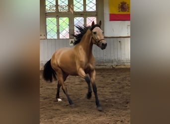 PRE Mix, Stute, 4 Jahre, 154 cm, Falbe