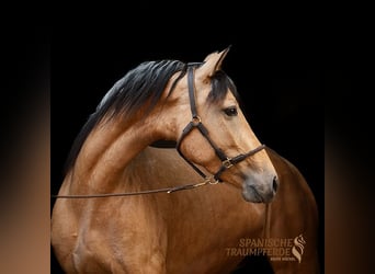 PRE Mix, Stute, 4 Jahre, 154 cm, Falbe