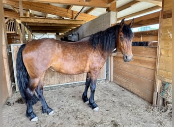 PRE Mix, Stute, 4 Jahre, 155 cm, Brauner