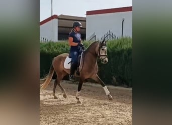 PRE, Stute, 4 Jahre, 155 cm, Braunfalbschimmel