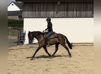 PRE Mix, Stute, 4 Jahre, 155 cm, Dunkelbrauner