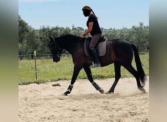 PRE Mix, Stute, 4 Jahre, 155 cm, Dunkelbrauner