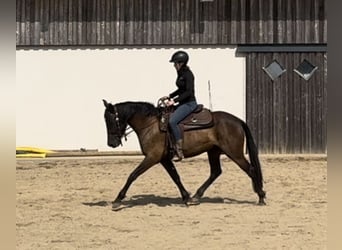 PRE Mix, Stute, 4 Jahre, 155 cm, Dunkelbrauner