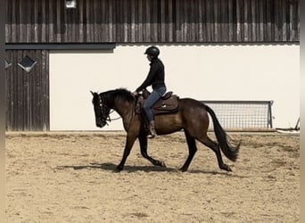 PRE Mix, Stute, 4 Jahre, 155 cm, Dunkelbrauner