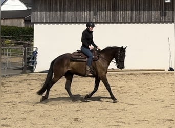 PRE Mix, Stute, 4 Jahre, 155 cm, Dunkelbrauner